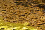 algae