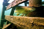 bass