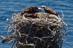 wildlife