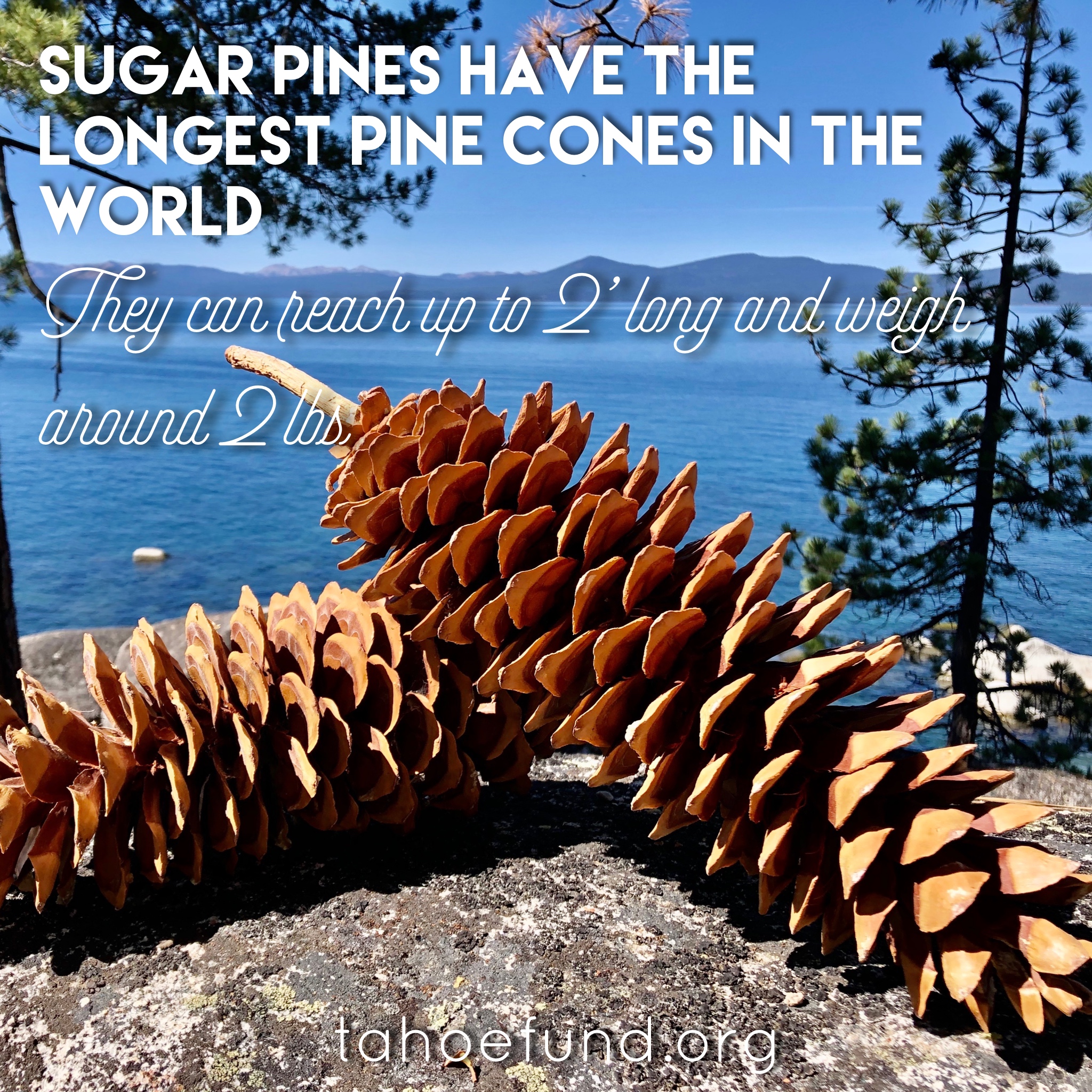 Lake Tahoe Fun Facts: Sugar Pine Cones - Tahoe Fund