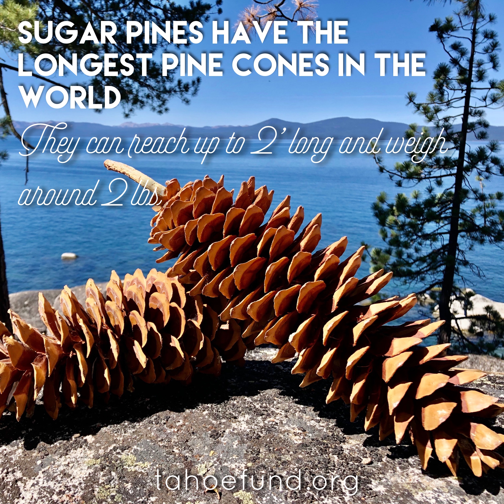 Lake Tahoe Fun Facts Sugar Pine Cones Tahoe Fund