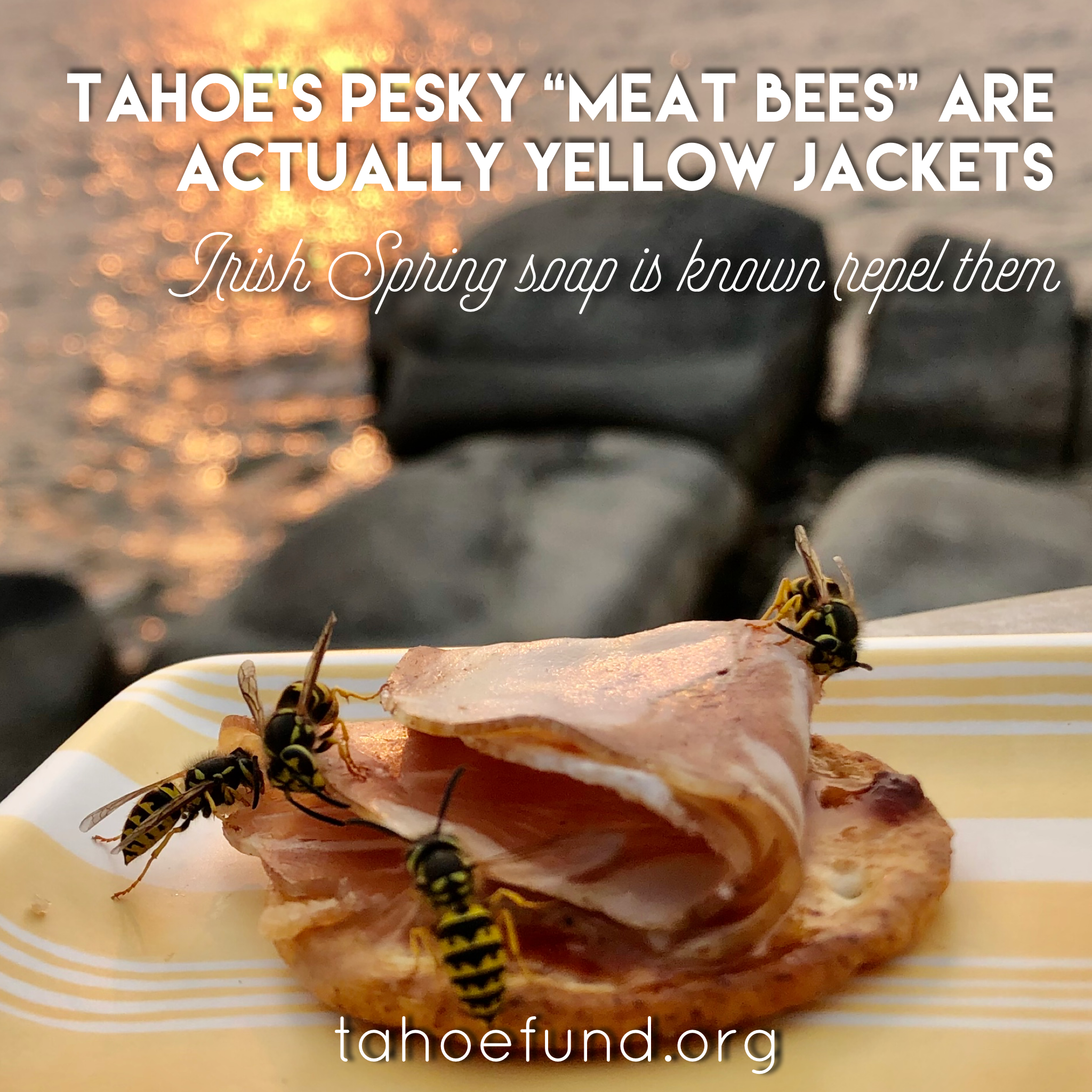 Lake Tahoe Fun Fact Meat Bees Tahoe Fund