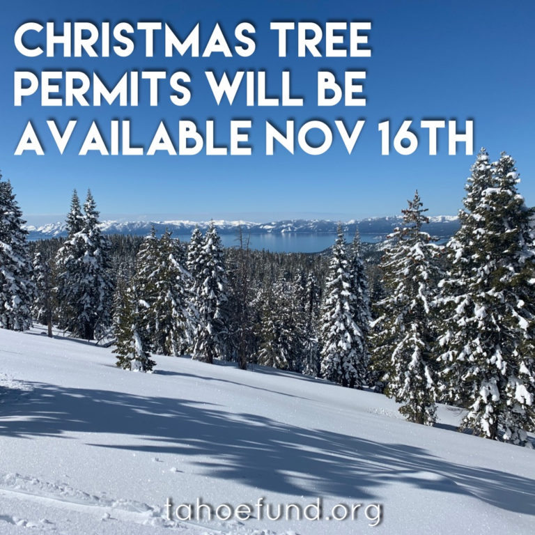 Lake Tahoe Fun Fact Christmas Tree Permits Tahoe Fund