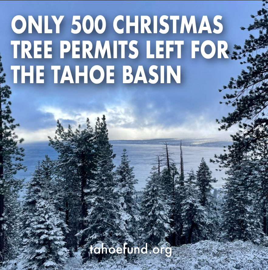 Christmas Tree Permits for Tahoe - Tahoe Fund